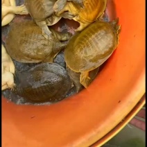 甲鱼批发商。每天都在做，大大小小的规格都有。需要货赶紧联