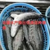 黑鱼大量上市，品种优质可视频看货欢迎老板来电咨询