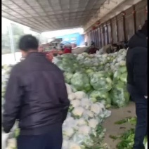 我们经营松花菜大量上上