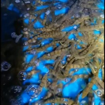 正宗溪水石斑，山泉溪水石斑鱼