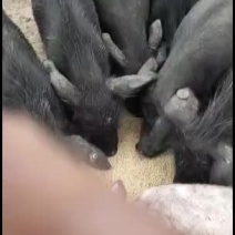 藏香猪巴马香猪大量供应！长势快出肉率高抗病能力强！