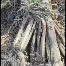 红葱陕北红葱，产地