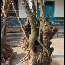 下山桩金蛋子大量供应