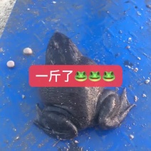 量产基地牛蛙、欢迎订购！