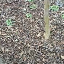 栾树苗，规格齐全。10至20公分。