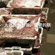 老板鱼是餐桌美味佳肴