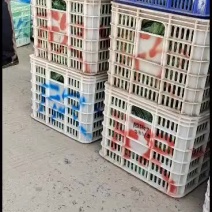 太空椒大量上市！太空椒质量好。