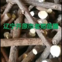 金叶卫矛接穗金叶丝棉木种条嫁接繁育杩子耐寒彩叶苗木