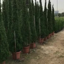 精品龙柏1.3米3米，扁柏大量供应。