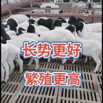 澳州白品种，杜泊绵羊