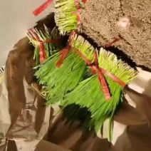 好韭菜装车了，需要的联系