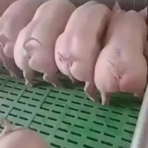 二元母猪耐粗饲料好养活产崽多生长速度快