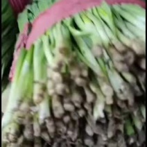 精品韭菜便宜了，需要了联系
