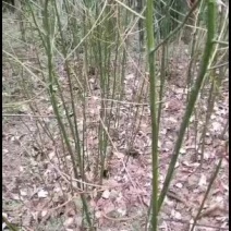 岀售檫木小苗，数量20万左右。