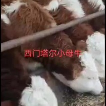 大小西门塔尔牛批发处理