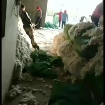 自己种植的100亩棉花