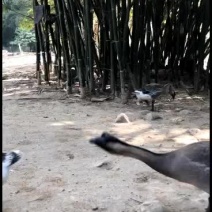 广东马刚黑鹅9斤半重