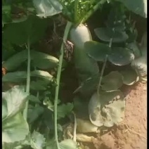 山东水果萝卜大量上市中