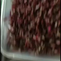 甜菜芽现采现卖基地直供
