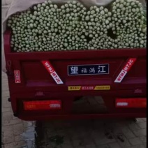 甘蓝大白菜西兰花大量共应