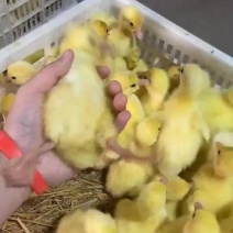 大种三花白鹅苗优质靓苗长期供应量大从优