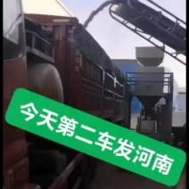 常年出售黑小麦毛粮，净粮！