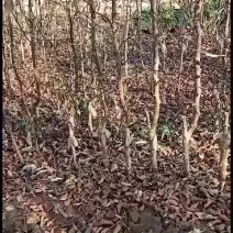 无刺大红袍花椒苗。占地十亩培育无刺大红袍花椒苗