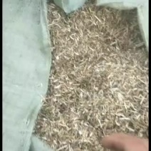 常年出售二级花生秧小草无土无地膜