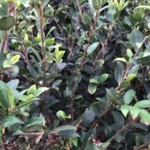 湖南湘林系列优质高产嫁接油茶长年低价出售！