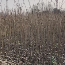 出售新刀嫁接樱花条子