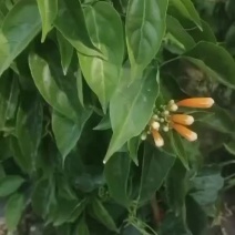 炮仗花种植基地各种规格齐全现货低价批发
