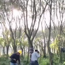 小叶红皮榕耐寒耐寒生命力顽强基地大量现货低价批发