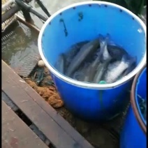 1.8~3斤水库草鱼