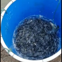 优质抗病毒草鱼苗质量好生长快耐运输