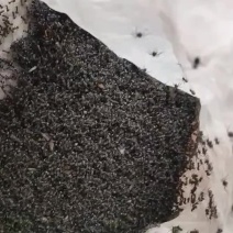 大量批发野生活体黑蚂蚁