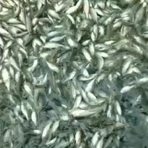 精品七星鲈鱼苗还有其他