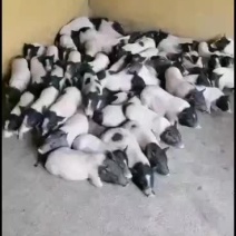 巴马香猪，出售中，要的联系