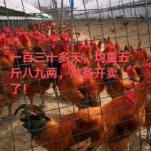 红瑶公鸡，散养，毛色亮。
