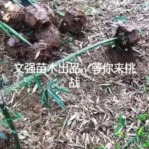 雷竹苗，早园竹苗（正宗细叶乌头雷竹苗）一至两年壮苗