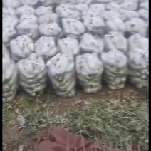 精品罗卜大量上市，保质保量
