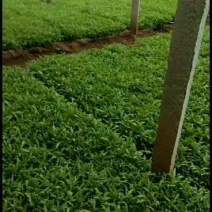 大批茼蒿菜上市，天产量3万斤