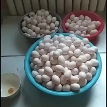 出售刚捡的鲜鸽子蛋。