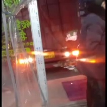 正宗广西沙糖桔还有一个五万斤的园子