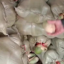 白萝卜，露头青，白萝卜