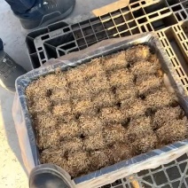 《热销》包泥松花皮蛋火爆上市，地摊一手货源，