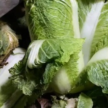 冬储大白菜北京3号白菜