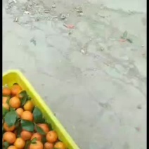 广西桂林永福县沙糖桔