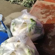 精品白白萝卜精品精品