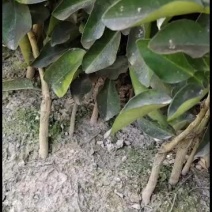 广西荔浦正宗三红蜜柚嫁接苗。