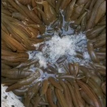水蛭苗，蚂蟥苗，水蛭种蛭，青年苗